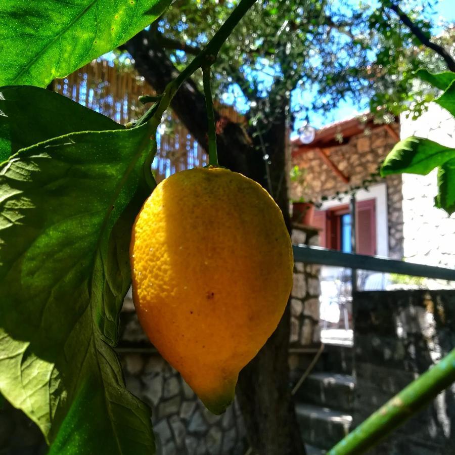La Mandra, Cottage Tra Gli Ulivi Vico Equense Dış mekan fotoğraf